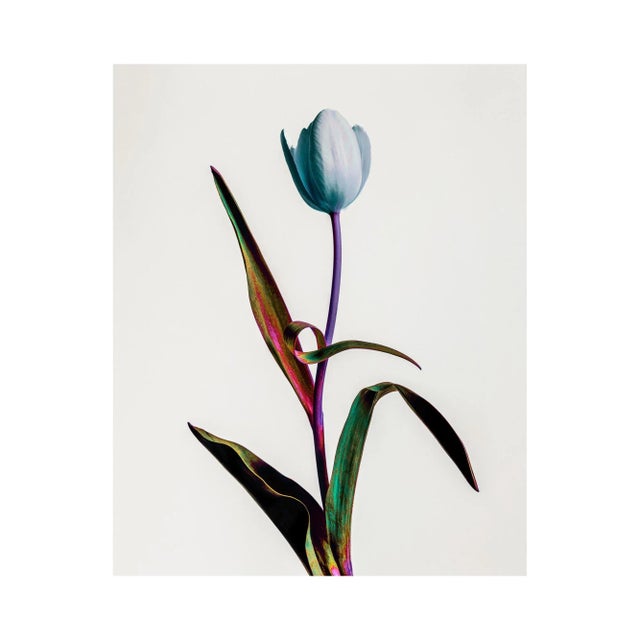 Contemporary Guy Sargent, Tulip Mania, Print For Sale - Image 3 of 6