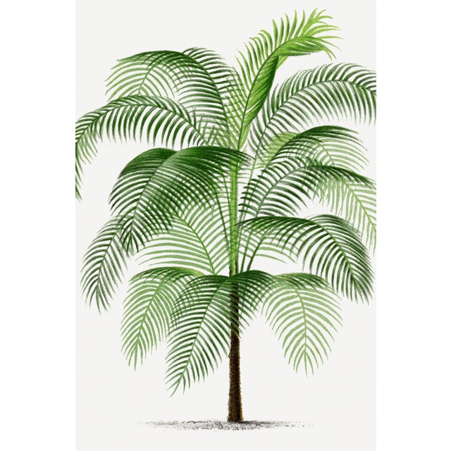 Vintage botanical artwork reproduced and refined for modern printing. Featuring layered tropical palm fronds, graceful...