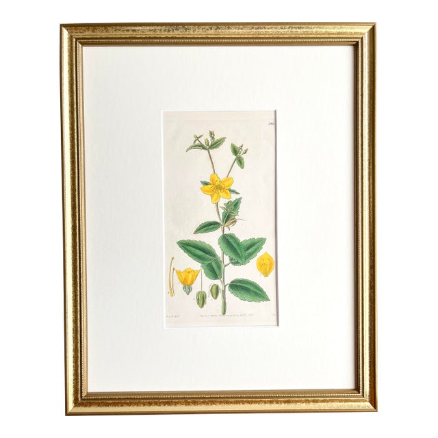 Antique Original Hand Colored Curtis Floral Botanical Etchingc.1832 For Sale