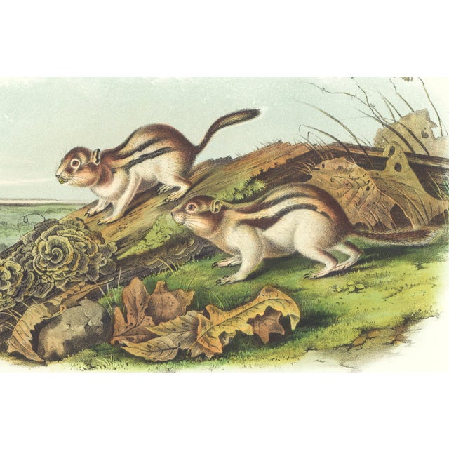 Original first edition Audubon stone lithograph from "The Viviparous Quadrupeds of North America", octavo edition, printed...