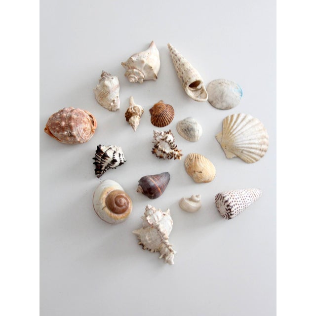 Vintage Collected Seashell Collection For Sale - Image 6 of 17