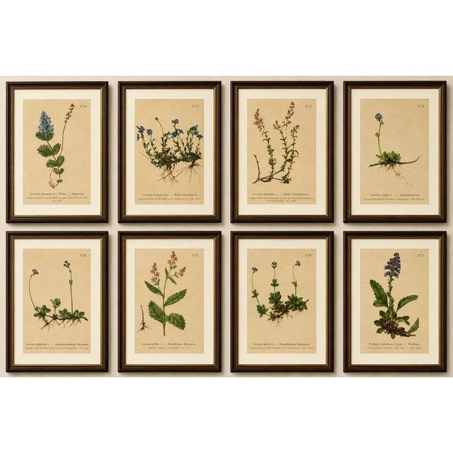 Title: Antique Alpine Speedwell and Wulfenia Botanical Prints, Set of 8, 1897 : A charming and beautifully matched set of...