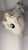 Vintage Italian Mid-Century Modern Glazed Ceramic Cocker Spaniel Dog Figurine For Sale - Image 12 of 12