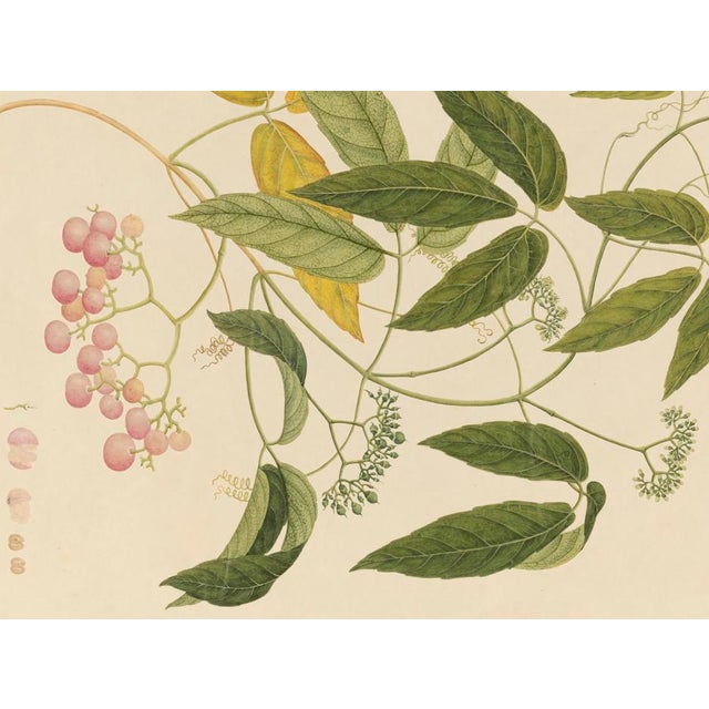 Golden Tropic Botanicals #13/22. beautifully reproduced as giclée prints using archival inks on imported English cotton...