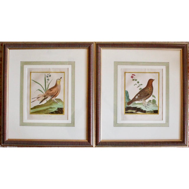 Set of Six Finely Framed Original Engravings of Grouse by François-Nicolas Martinet, 18th Century For Sale - Image 9 of 16
