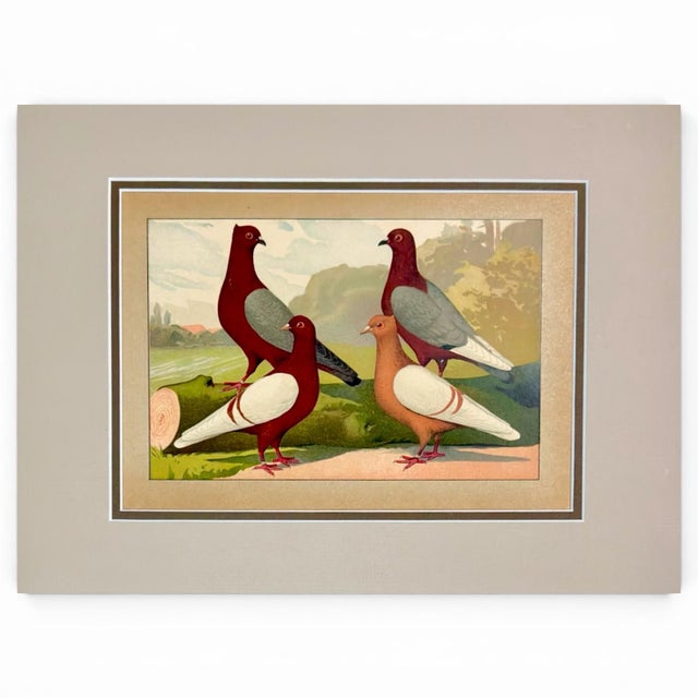 A striking pair of original 1906 fancy-pigeon chromolithographs from Emil Schachtzabel’s Illustriertes Prachtwerk...