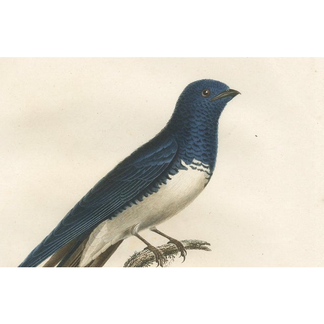 After Pretre, Large Bird Illustration of a White Bellied Caribbean Martin, 1807, Print For Sale - Image 3 of 8