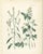 Hand-Colored Botanical Lithograph of Wild Mustard and Charlock, Calwer, 1854 : This beautifully detailed botanical...