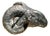 Vintage Patinated Plaster Rams Head Sculpture in the Neoclassical Taste For Sale