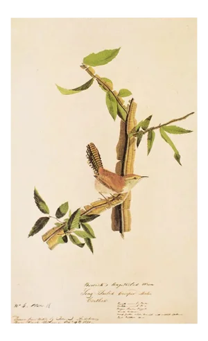1966 Vintage Cottage Print "Bewick's Wren" After John James Audubon