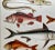 Antique Fish Print From England Featuring a Pandora, Bergylt, Shadow Fish, Swordfish , Hairtail & Scabbard Fish - Circa 1902 For Sale - Image 9 of 12