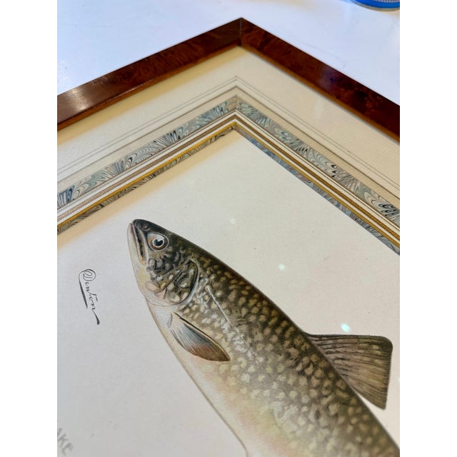 Nautical Lake Trout Fish Original Chromolithograph by Sherman F. Denton in Burl Wood Frame, 1897 For Sale - Image 3 of 5