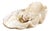 Regina Andrew Imperial Giant Clam Replica - Large For Sale