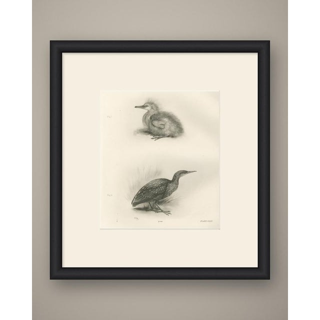 This antique bird print shows two figures on one sheet, the upper lettered fig i showing a downy chick, the lower lettered...