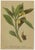 Paper After Anton Hartinger, Alpine Botanical Plates, Chromolithographs, 1897, Set of 8 For Sale - Image 7 of 12