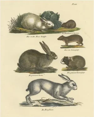 Schinz, A Rabbit, Hares, Pika and Other Rodents, 1845, Print