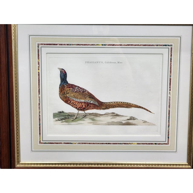 Hand colored copper plate engraving on handmade chain laid paper. This antique print of a male pheasant was published in...