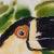 Bold watercolor painting on paper of a toucan or bird on paper with evocative tropicals colors and an amusing presence....