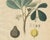 Siphonia Elastica, 1800s, Paper For Sale - Image 4 of 10