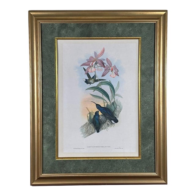 Antique John Gould 1850s Hand Colored Hummingbird Lithograph Campylopterus Delattrei Custom Framed For Sale