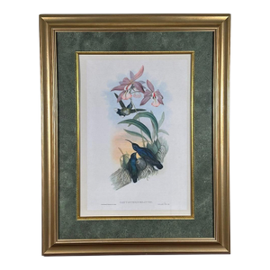 Antique John Gould 1850s Hand Colored Hummingbird Lithograph Campylopterus Delattrei Custom Framed
