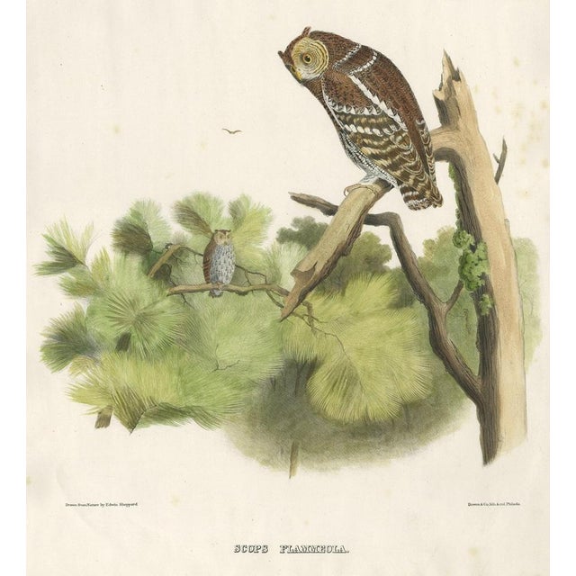 After Elliot & Wolf, Flammulated Owl (Psiloscops Flammeolus), 1869, Print For Sale - Image 3 of 5