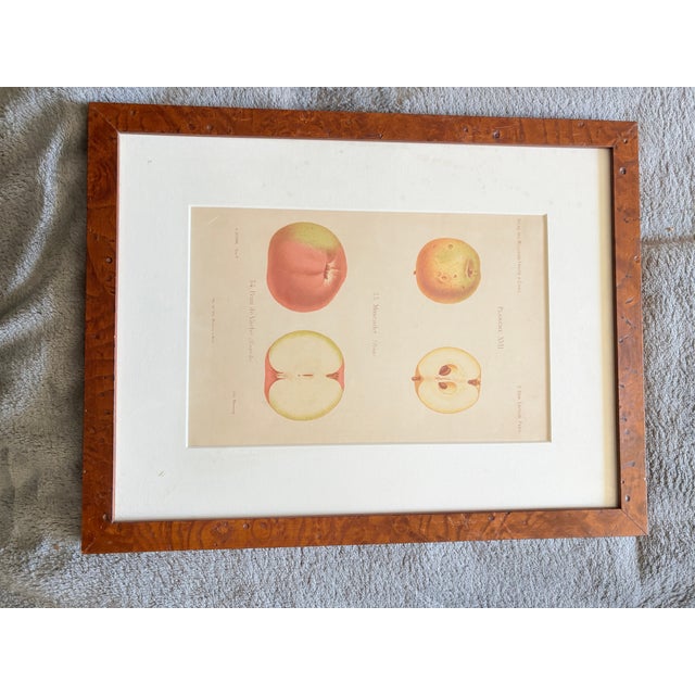 Series of 4 19th C Hand Colored Engravings of Apples For Sale - Image 4 of 17