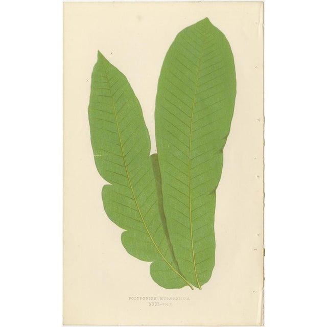 Mid 19th Century Edward J. Lowe, Ferns, 1856, Lithographs, Set of 10 For Sale - Image 5 of 14