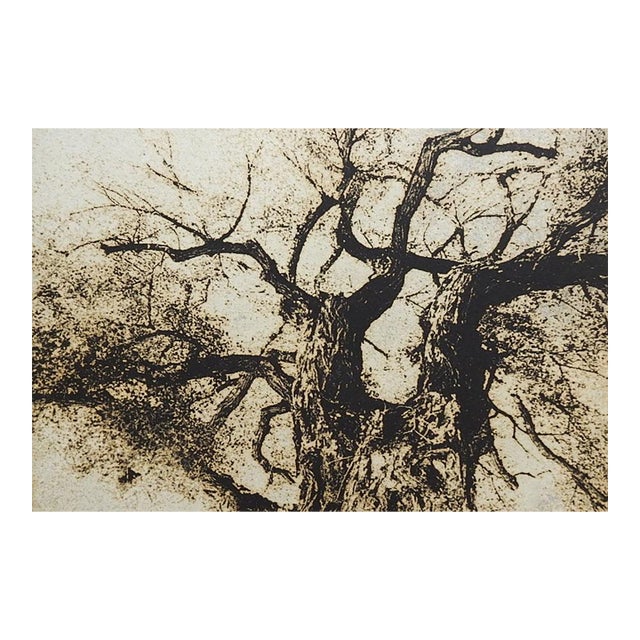 Late 20th Century Sepia Cyanotype Tree Photograph For Sale