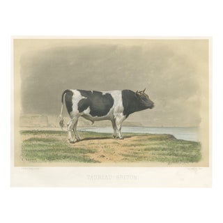Breton Bull, Cattle Print After Constant Troyon, 1873, Paper For Sale