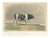 Breton Bull, Cattle Print After Constant Troyon, 1873, Paper For Sale