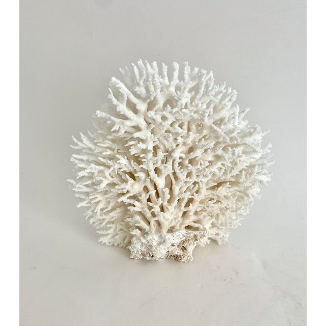 Shell Natural Special Table Coral Specimen Vertical Display For Sale - Image 7 of 8