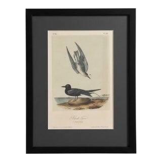 19th Century Audubon Black Tern Royal Octavo Hand-Colored Lithograph, Framed For Sale