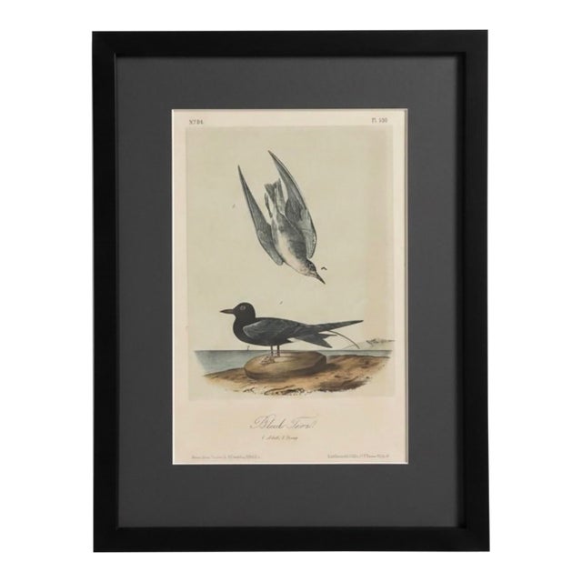 19th Century Audubon Black Tern Royal Octavo Hand-Colored Lithograph, Framed For Sale