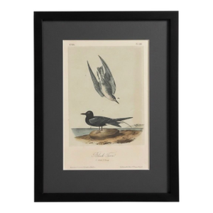19th Century Audubon Black Tern Royal Octavo Hand-Colored Lithograph, Framed