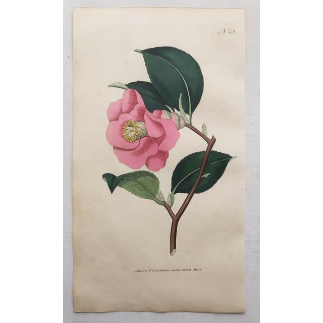 After Sowerby, Botanical Plates, 1793, Engravings, Set of 12 For Sale - Image 13 of 14