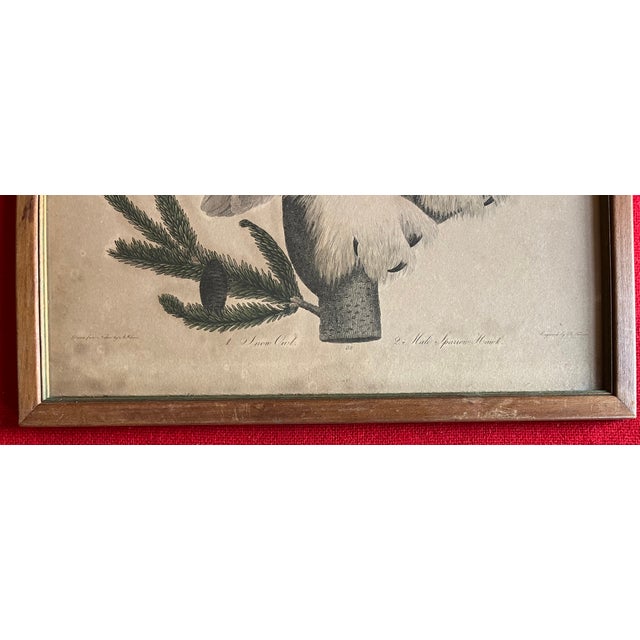 American Antique 19th Century Ornithological Bird Print by Alexander Wilson (Scottish American 1766 - 1813) - Snow Owl and Male Sparrow Hawk For Sale - Image 3 of 6
