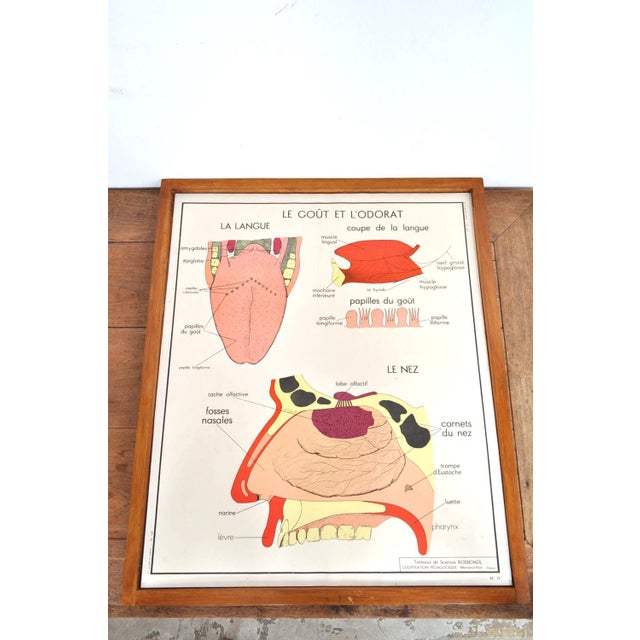 Vintage Double Sided School Posters in Frame of the Human Body, 1950s For Sale - Image 6 of 18