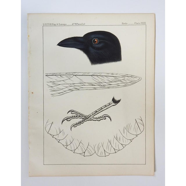 Rustic Mid 19th Century Crow Raven Lithograph Us Pacifc Railroad Book Plate For Sale - Image 3 of 3