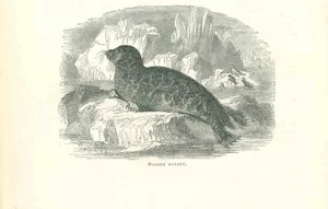 Paul Gervais, The Seal, Original Lithograph, 1854