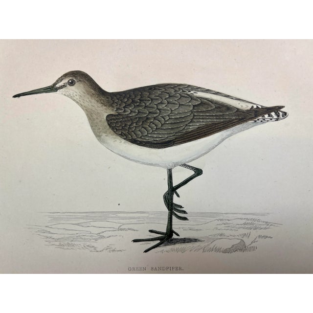 Illustration Antique Bird Print From England Showcasing a Green Sandpiper - Circa 1880 For Sale - Image 3 of 10
