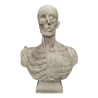 Jean-Antoine Houdon, Anatomical Bust from the Houdon Model, Carrara Marble For Sale