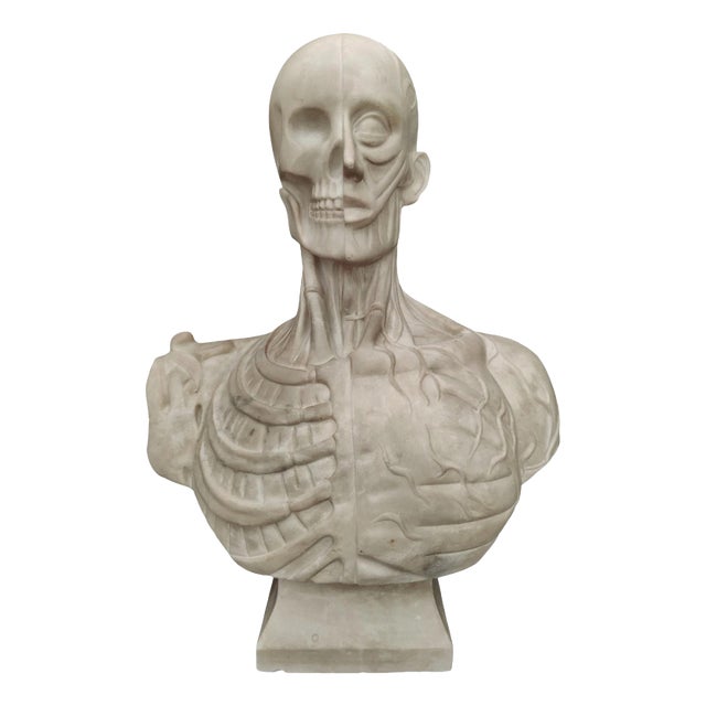 Jean-Antoine Houdon, Anatomical Bust from the Houdon Model, Carrara Marble For Sale
