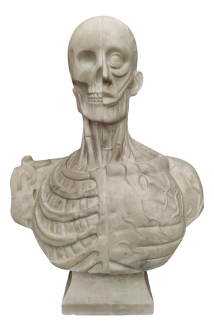 Jean-Antoine Houdon, Anatomical Bust from the Houdon Model, Carrara Marble