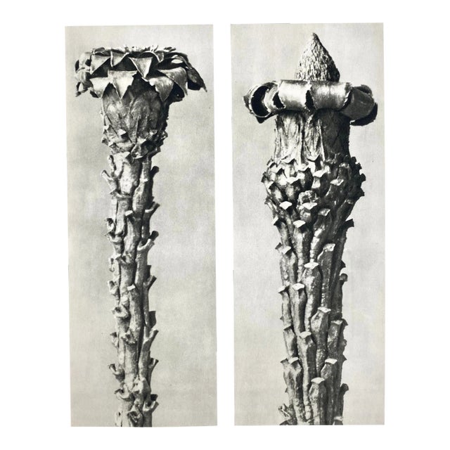 1940s Botanical Blossfeldt Print - No. 41 For Sale