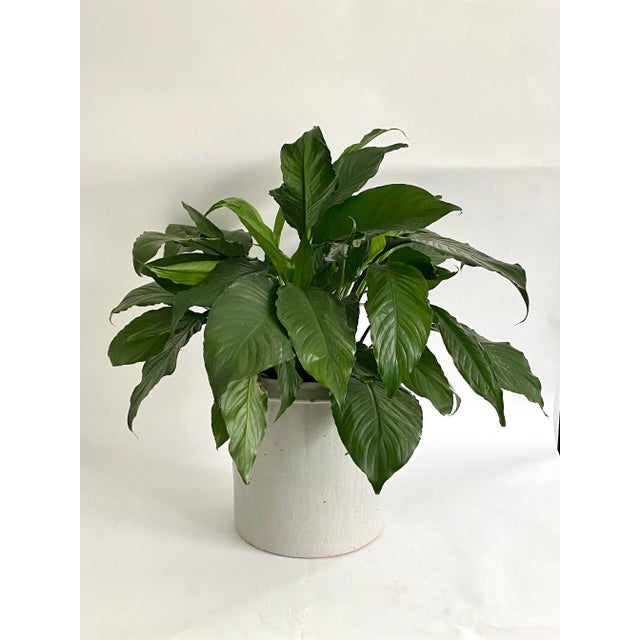 This oversized gray salt glazed crock was sourced in The Netherlands and has an interior diameter opening of 11.5". Age...