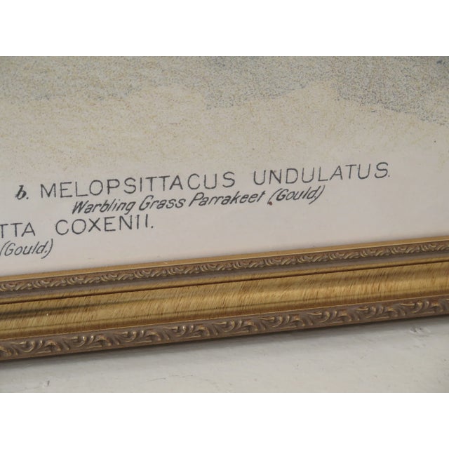 1990s 1990s Vintage Professionally Framed Bird Art For Sale - Image 5 of 9