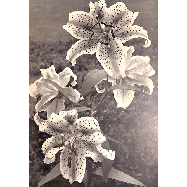 "Even More for Your Garden" 1958 Sackville-West, Vita For Sale - Image 10 of 10