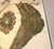 Illustration Giovanni Battista Ferrari Hesperides 1646 Botanical Citrus Engraving – “Limon Sponginus Liguria Verrucosus” Rare Scientific Fruit Study Print For Sale - Image 3 of 8