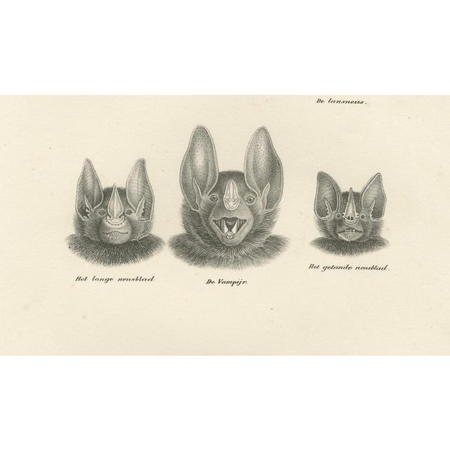 Beige C.C.A. Last, Facial Studies of Bats, 1836, Lithographs on Paper, Set of 2 For Sale - Image 8 of 11